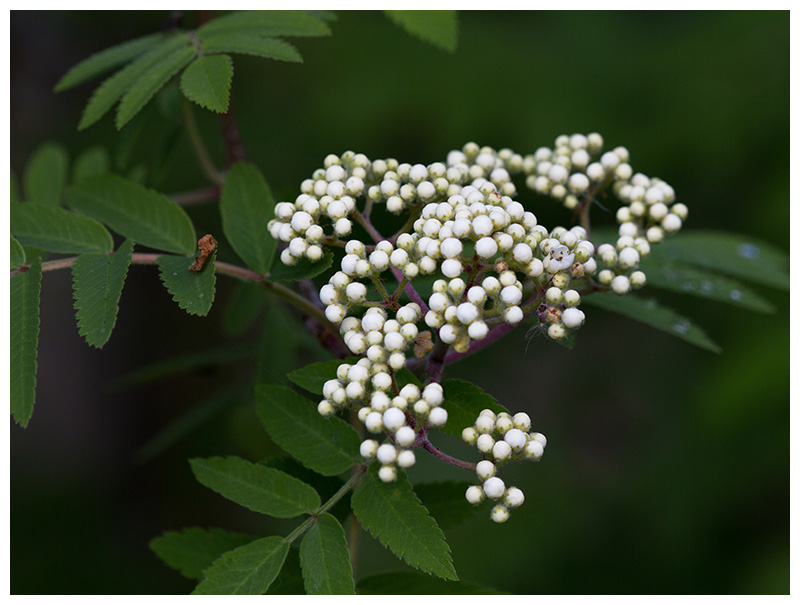 Sorbus aucuparia
