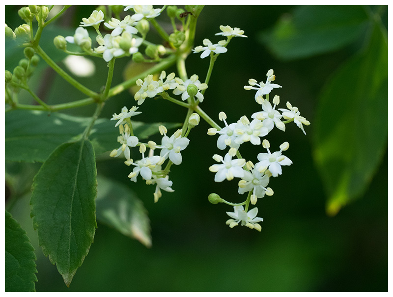 Sambucus nigra   