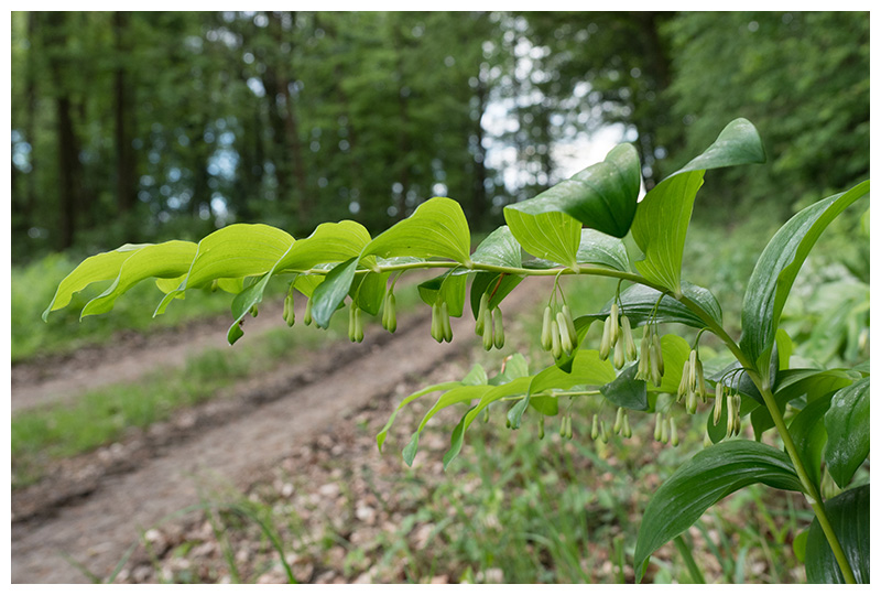 Polygonatum multiflorum