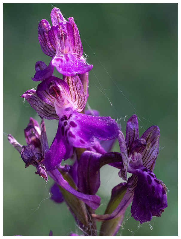 Anacamptis morio