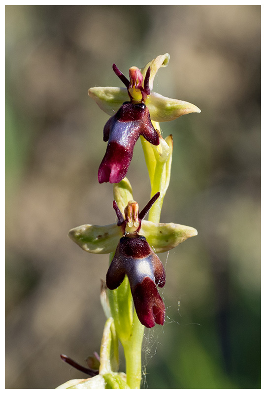 Ophrys insectifera