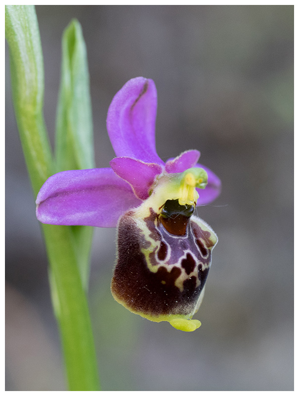 Ophrys fuciflora