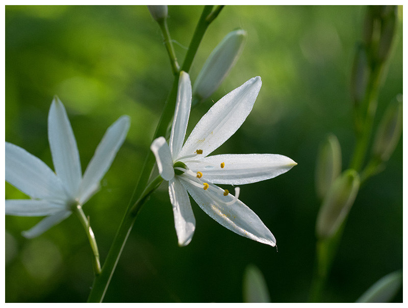 Anthericum liliago
