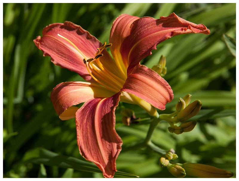 Lily