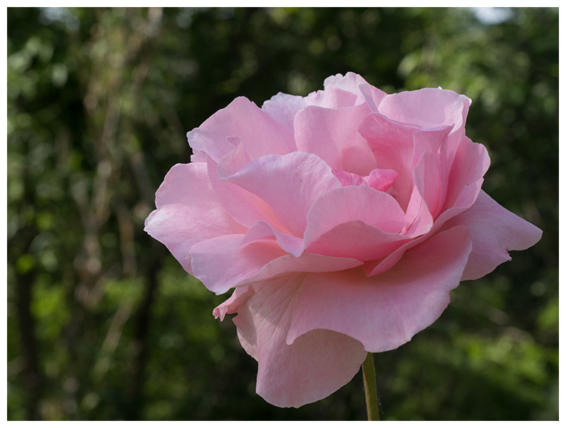 Rosa