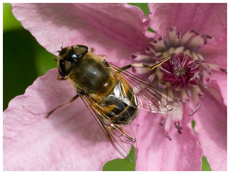 Eristalis tenax