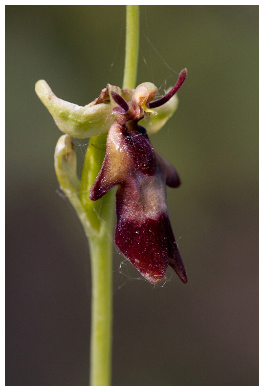 Ophrys insectifera