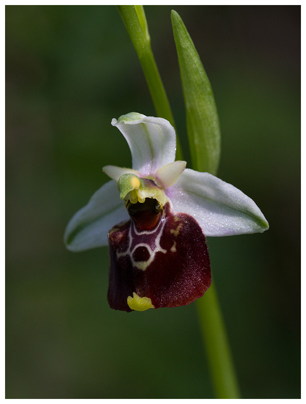Ophrys fuciflora