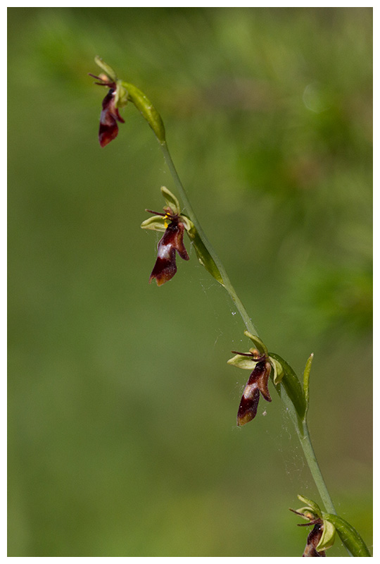 Ophrys insectifera