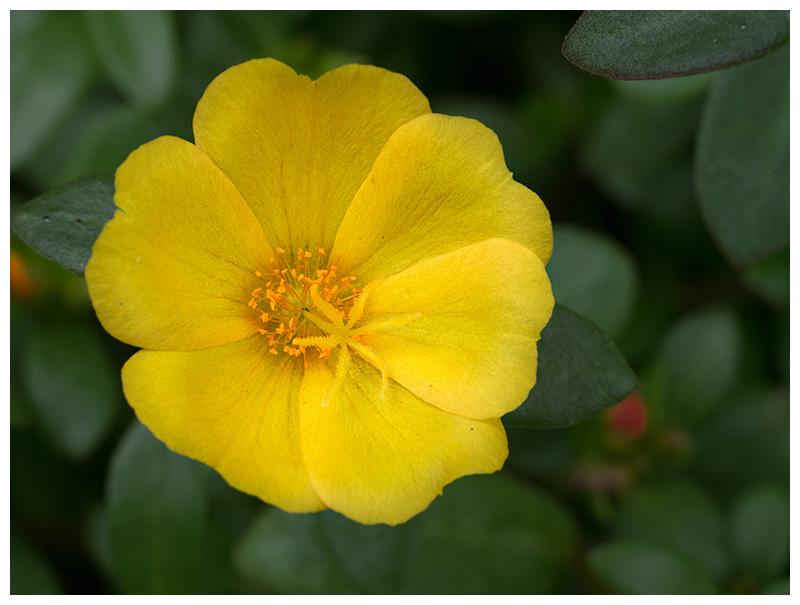 Portulaca