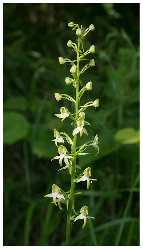 Platanthera chlorantha