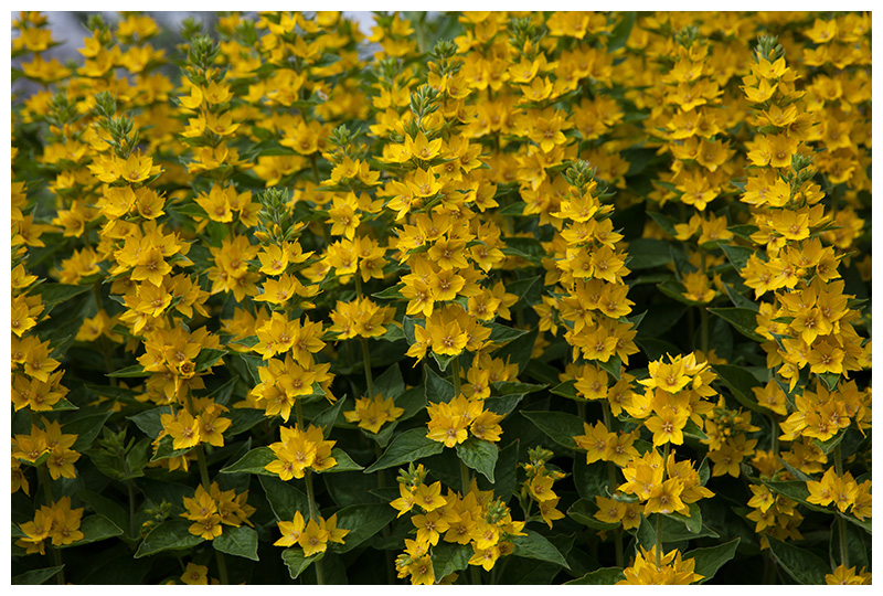 Lysimachia punctata