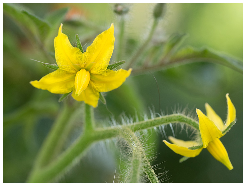 Solanum lycopersicum