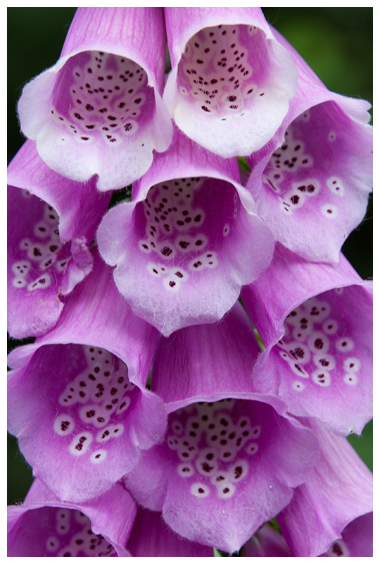 Digitalis purpurea