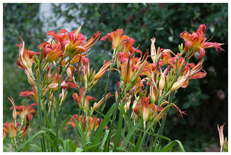 Lily