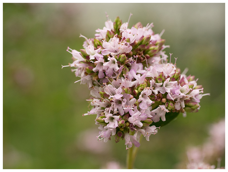 Origanum vulgare