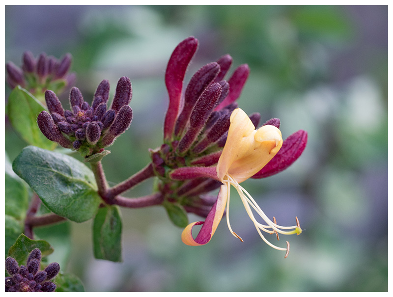 Lonicera
