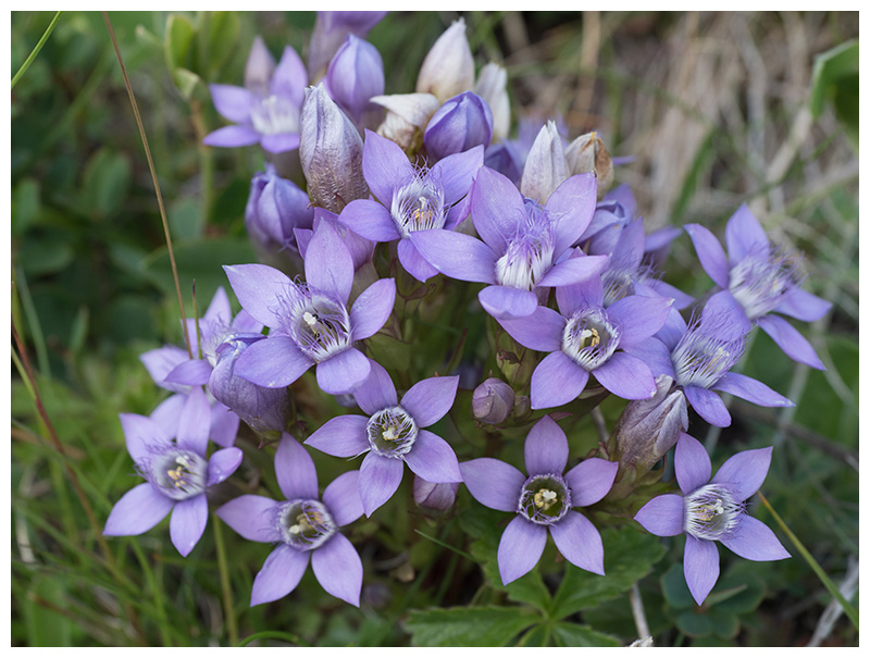 Gentianella anisodonta   
