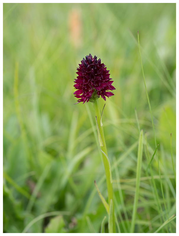 Nigritella rhellicani