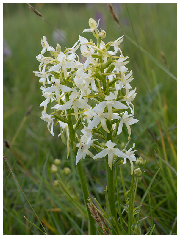 Platanthera chlorantha
