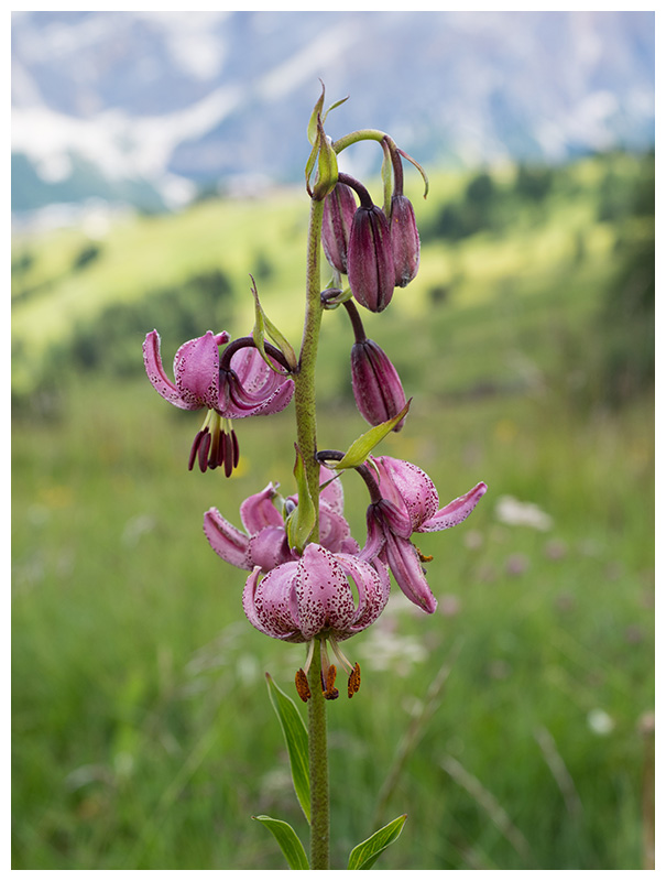 Lilium martagon