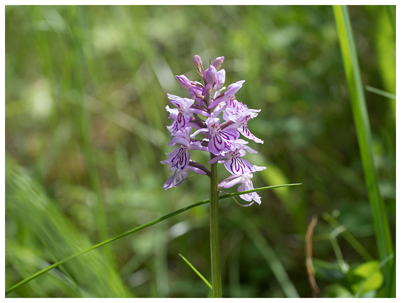 Dactylorhiza fuchsii