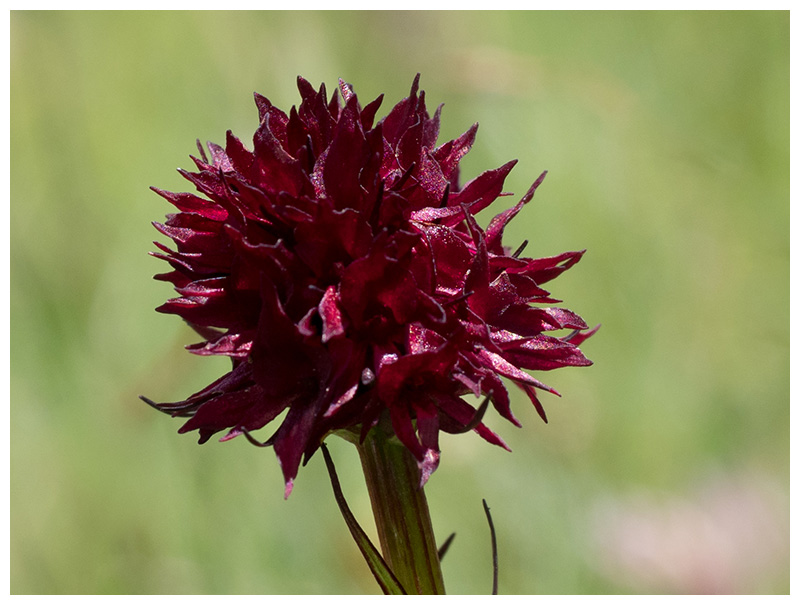 Nigritella rhellicani