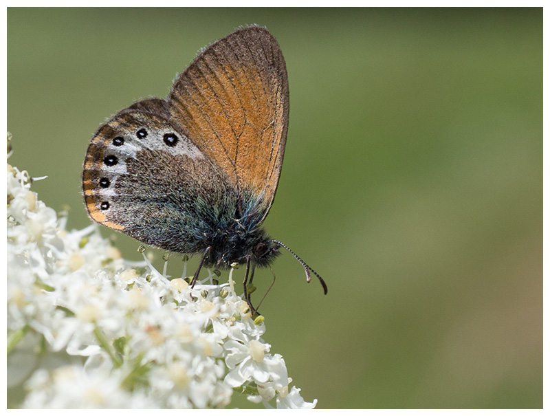 Coenonympha gardetta  