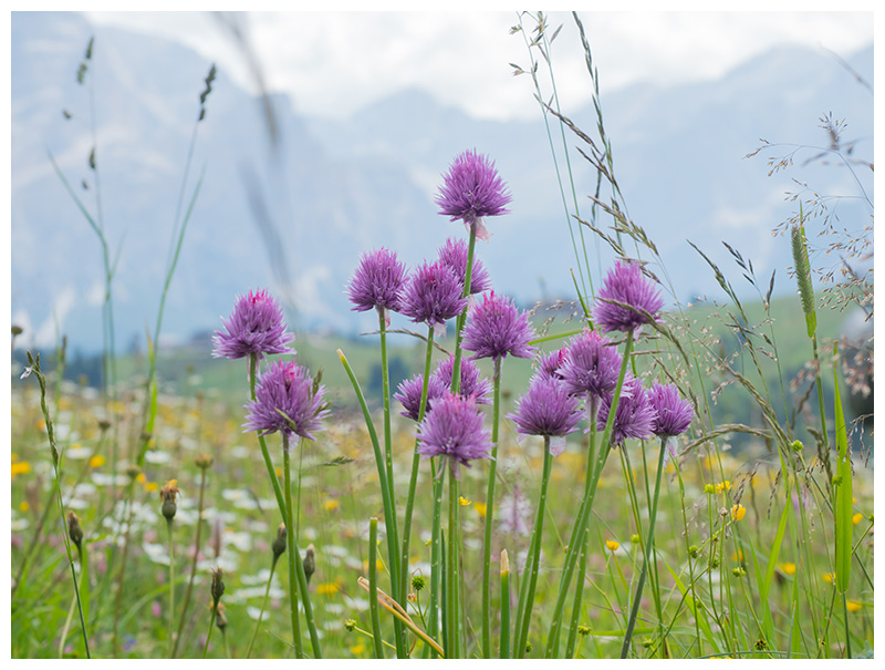 Allium schoenoprasum