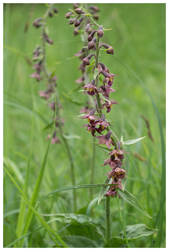 Epipactis atrorubens