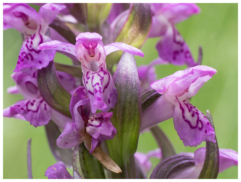 Dactylorhiza majalis