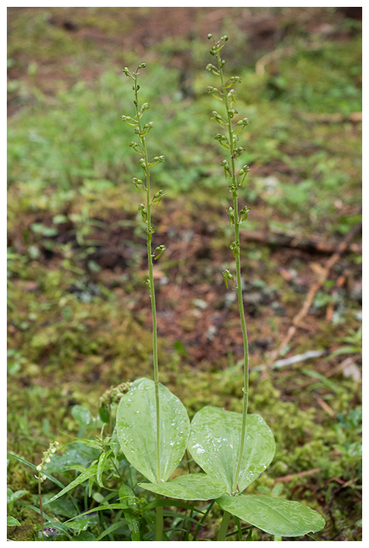 Listera ovata