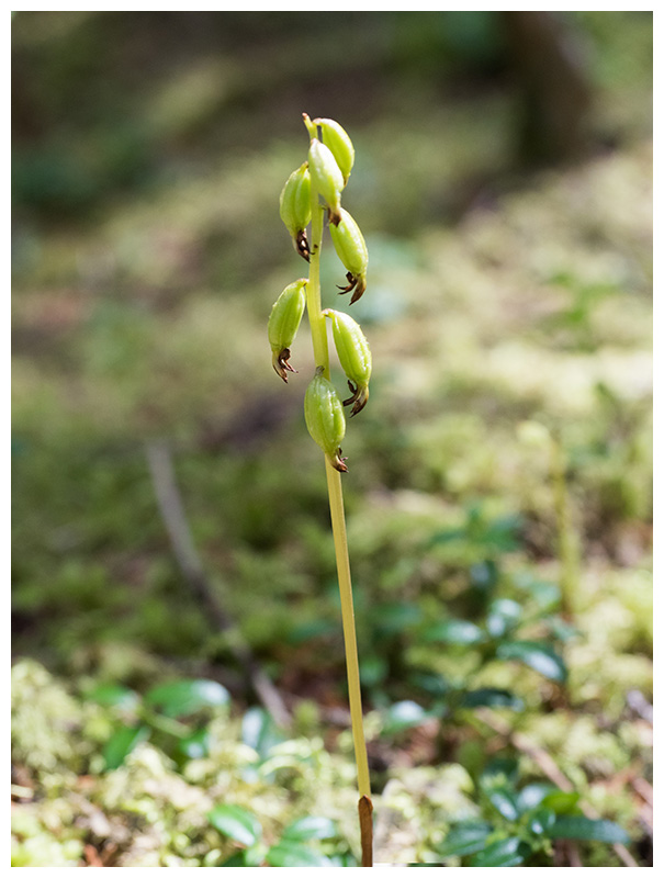 Corallorhiza trifida