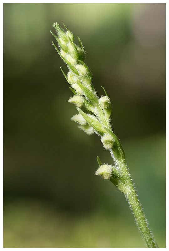 Goodyera repens