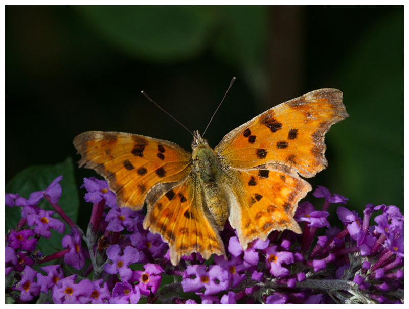 Polygonia c-album