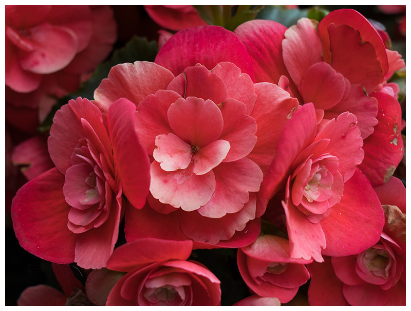 Begonia