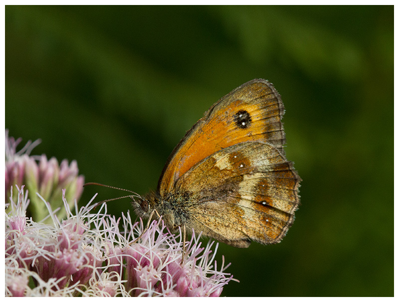 Pyronia tithonus  