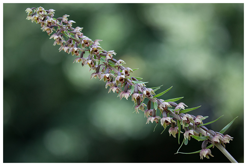 Epipactis helleborine