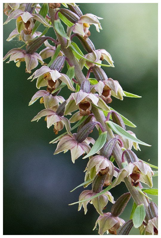 Epipactis helleborine