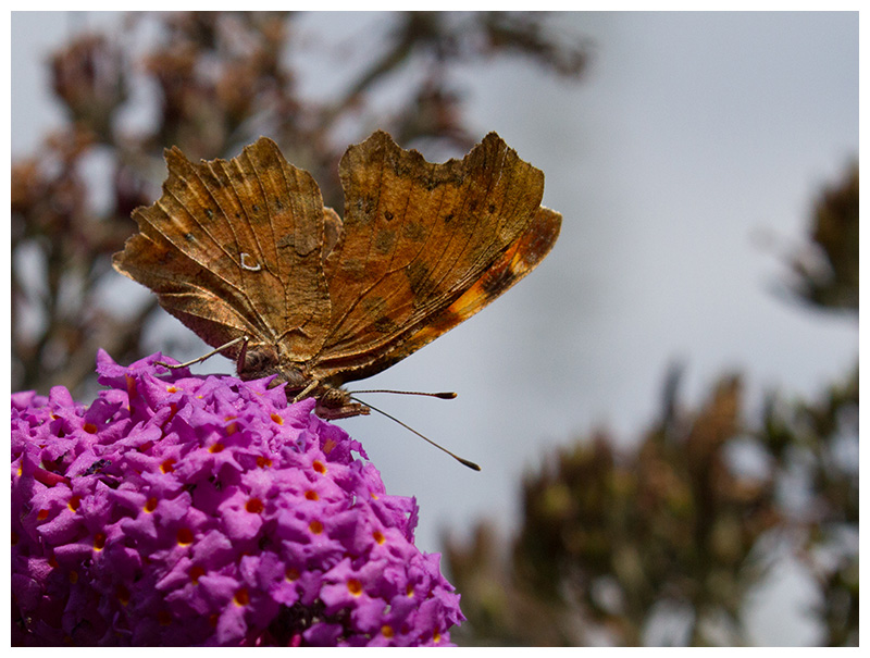 Polygonia c-album