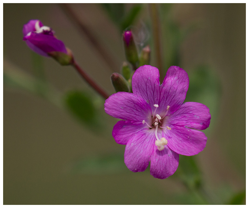 Epilobium hirsitum