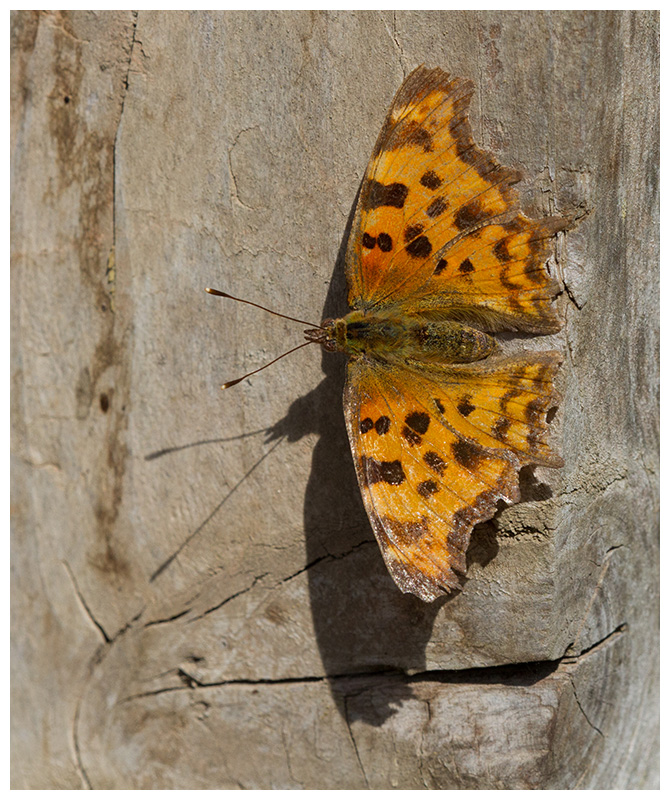 Polygonia c-album