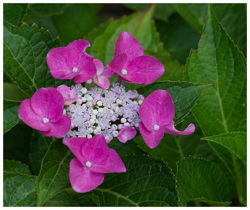 Hydrangea