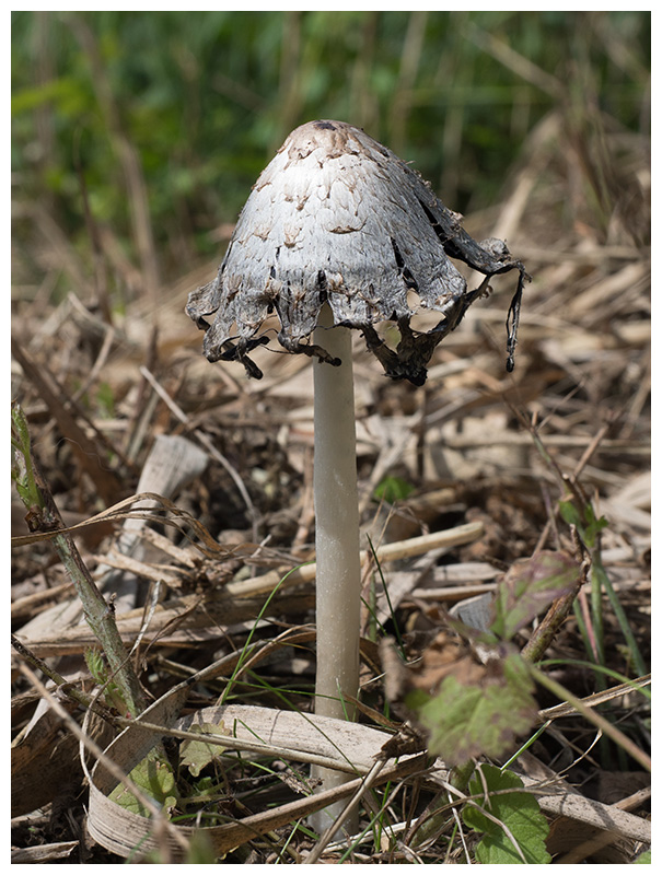 Coprinus comatus  