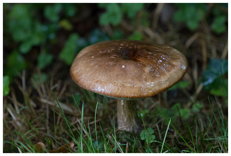 Leccinum scabrum