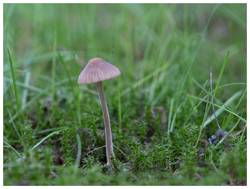Mycena spec.