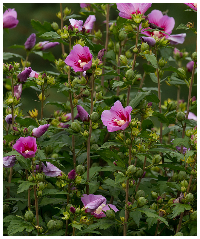 Hibiscus