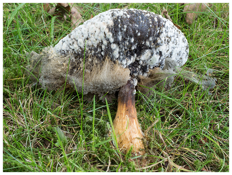 Filamentous fungus on mushroom