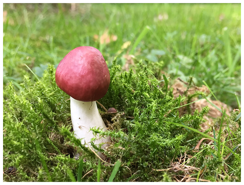 Russula nitida   