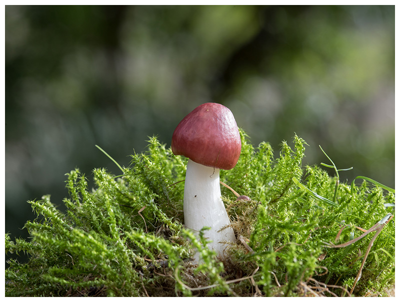 Russula nitida